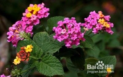 夏季驱蚊小妙招--植物驱蚊法