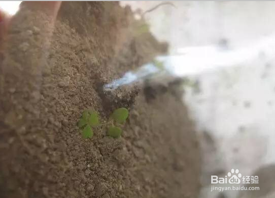 灯泡装饰（盆栽）