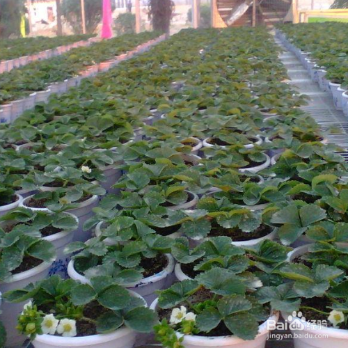 盆栽草莓怎么养