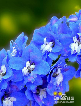 如何养殖草本植物飞燕草？