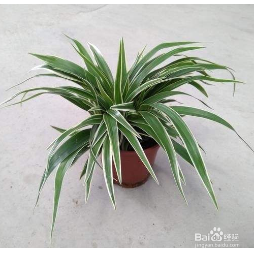 养殖银边吊兰的技巧有哪些？