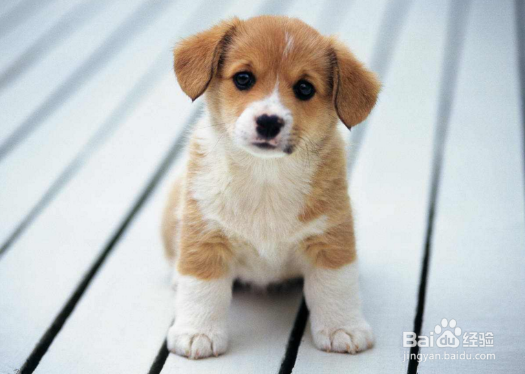 狗狗打嗝怎么办