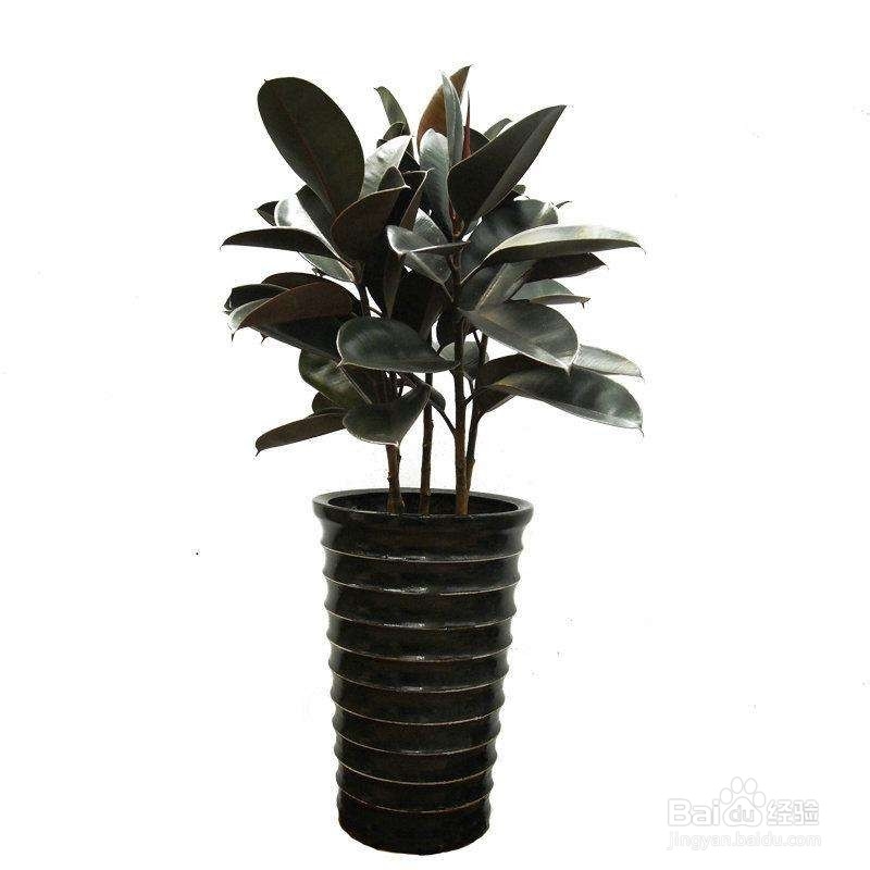 办公室里，办公桌上养什么绿植比较好