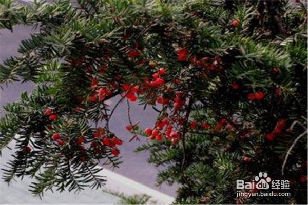 红豆杉的养殖方法和注意事项有什么?