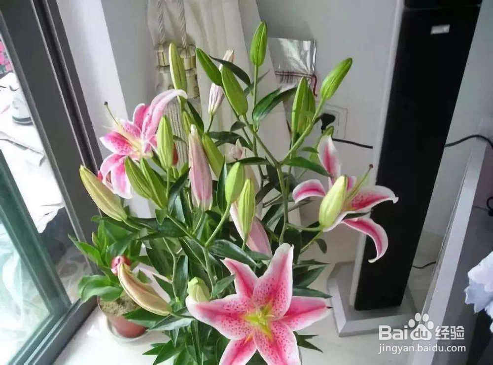 如何让鲜花保鲜