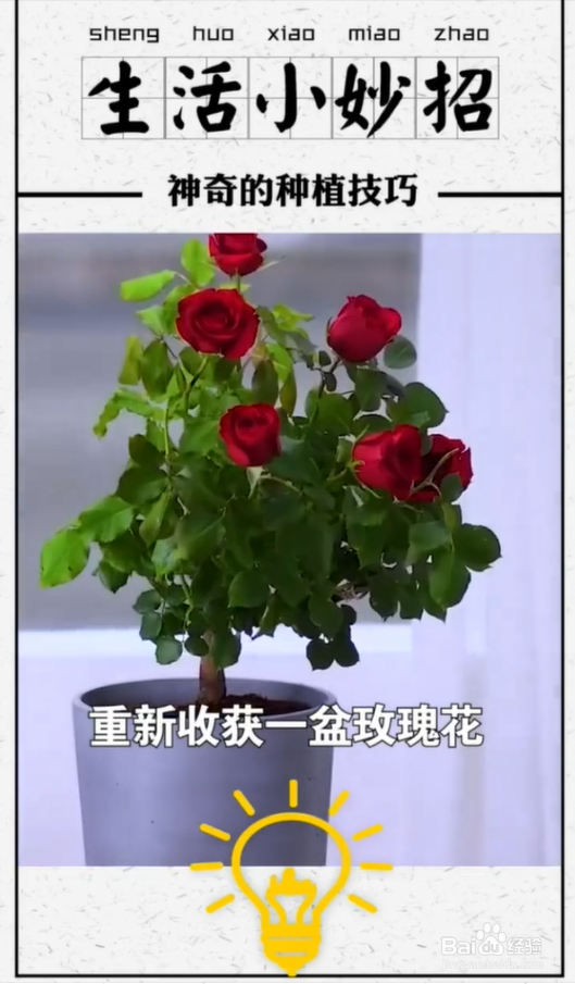 植物种植小技巧