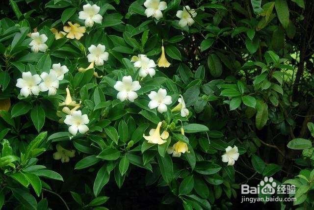 在卧室里面养这几种植物,让你一觉睡到天亮!