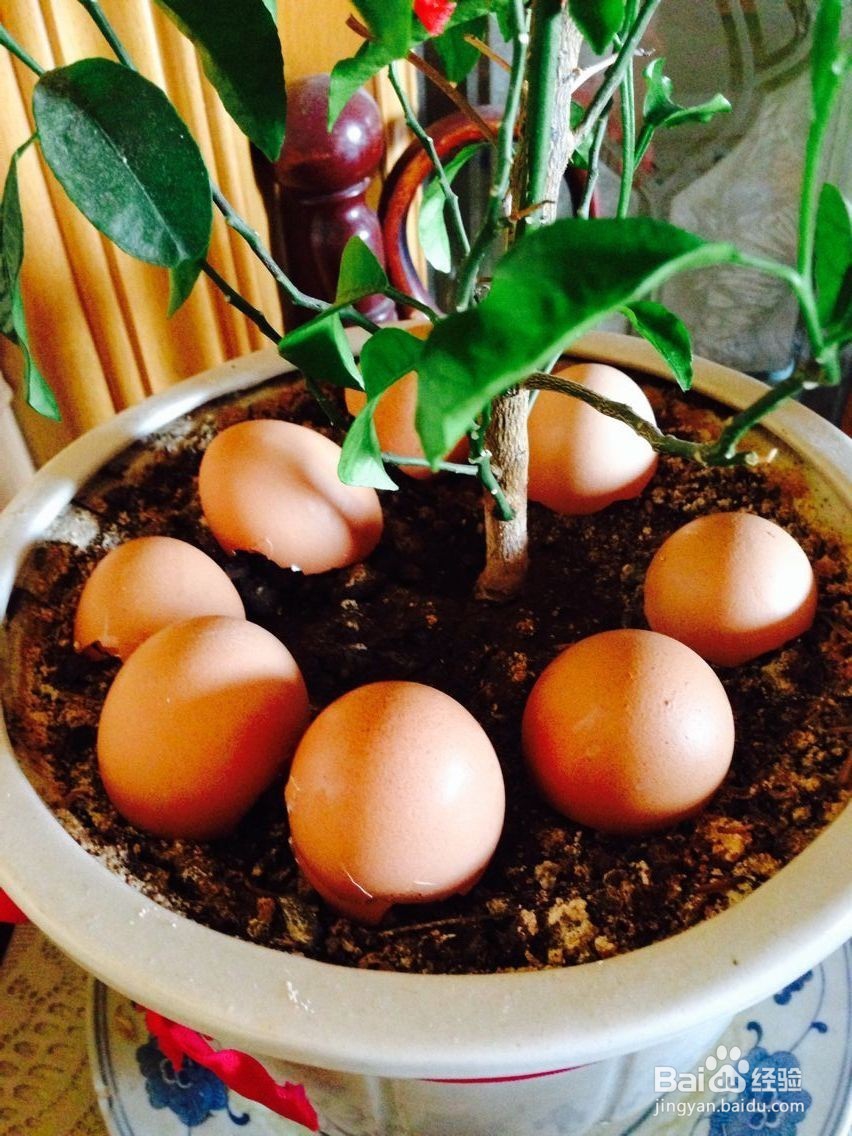 每天吃的鸡蛋有什么好处？