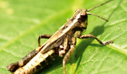 灰蝗虫的腿像什么