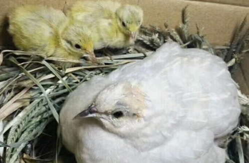 芦丁鸡礼服刚出壳什么样