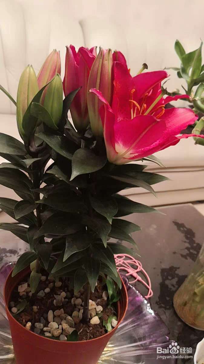 百合花养殖需要注意些什么呢