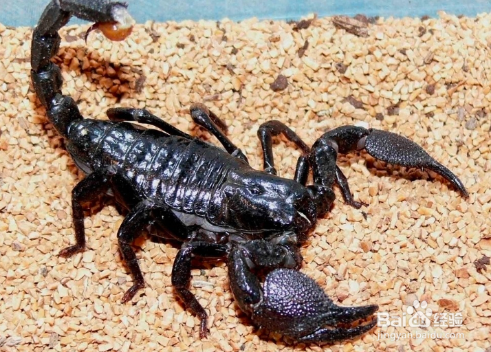 怎样养蝎子多赚钱