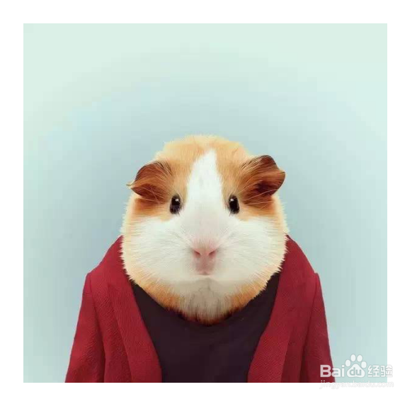 WPS WORD如何更改图片的形状