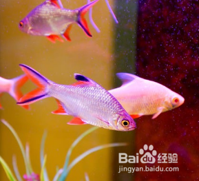 给鱼缸消毒方法