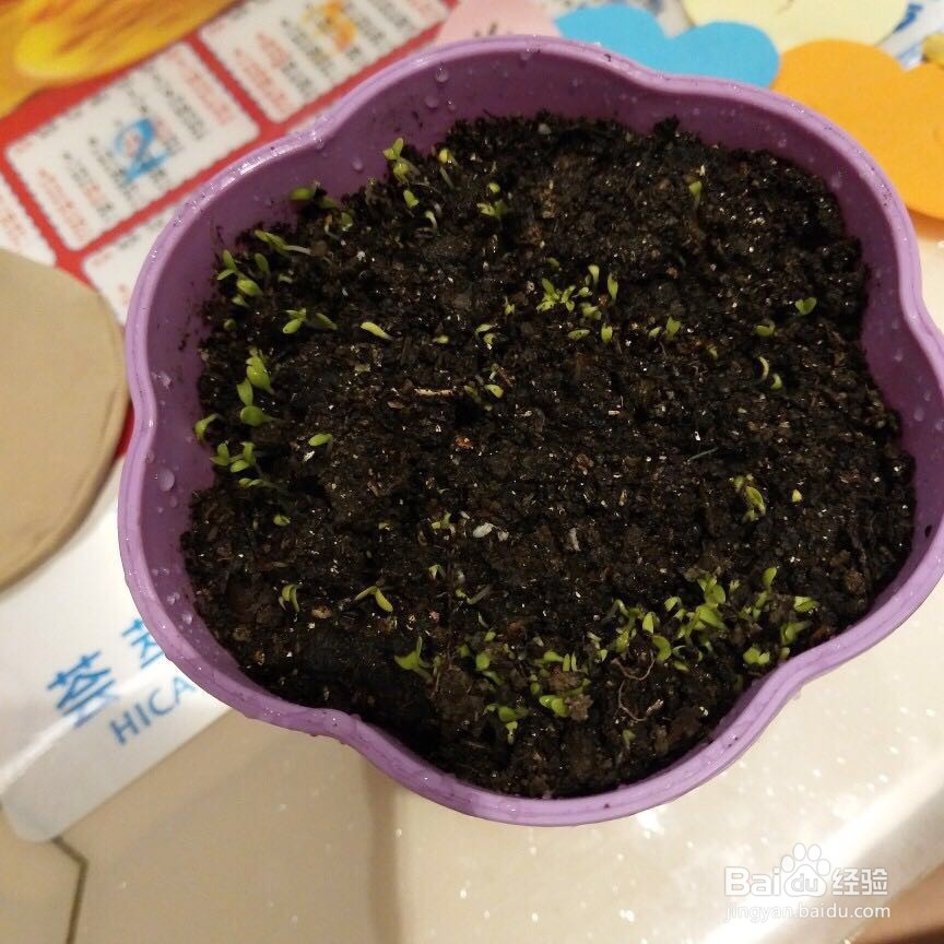 如何播种好康乃馨