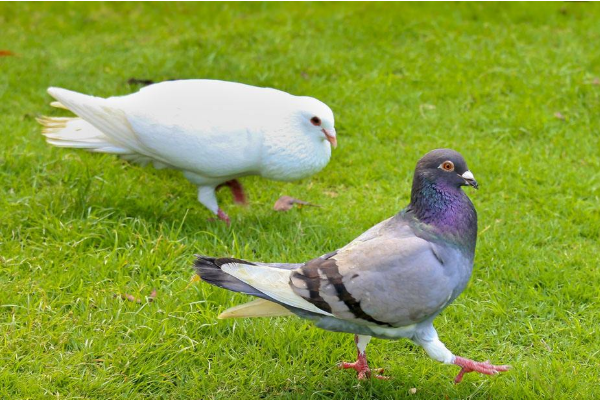 鸽子秋季为什么不产蛋