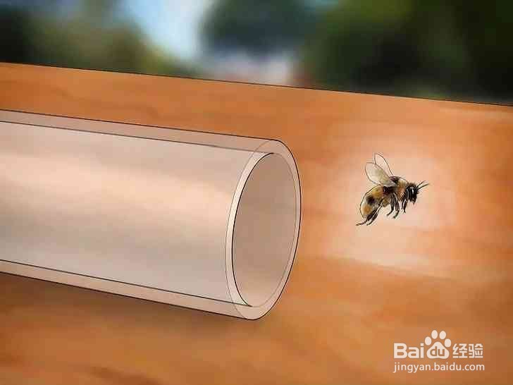 抓蜜蜂怎么防止被蜇伤