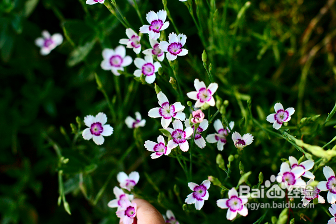 温哥华夜幕下的玫瑰园(组图)