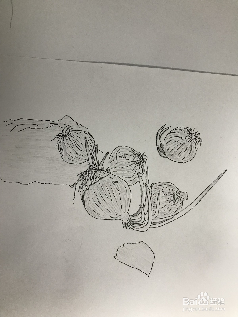 画几个发芽的洋葱