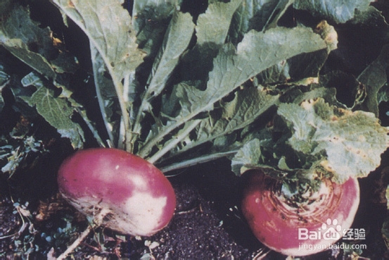 我的养生经验杂谈：[4]各类蔬菜的营养价值