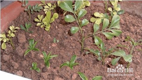 哪些花适合八月扦插?