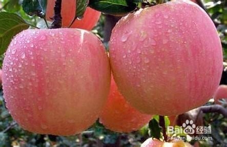 水果挑选技巧和方法