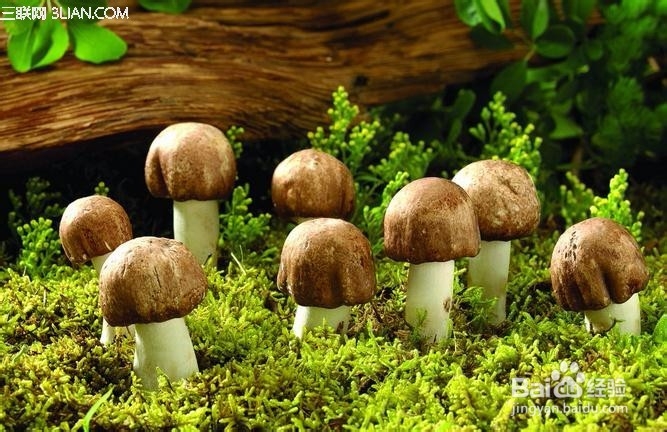 什么样的香菇不能吃