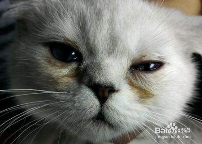 猫泪痕怎么消除