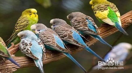 怎样才能看出虎皮鹦鹉恋爱了