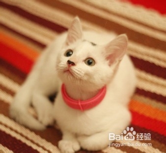 哪些猫咪适合年轻白领饲养