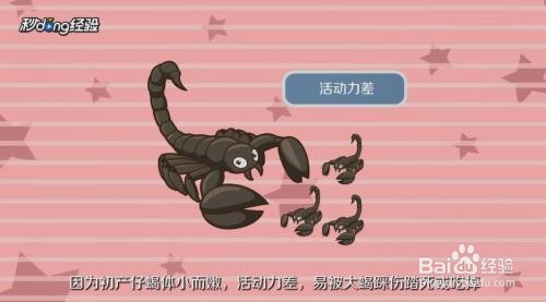 小蝎子生下来该怎么养