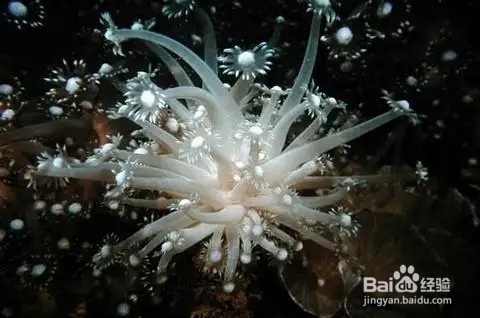 猜一猜：谁是珊瑚虫共生的小伙伴