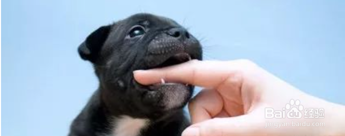 狗耳朵本来立了怎么又不立了