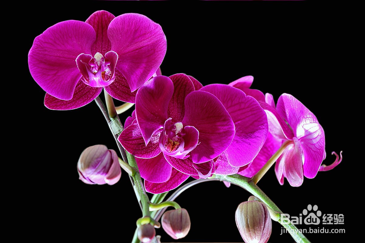 蝴蝶兰夏季怎么管理