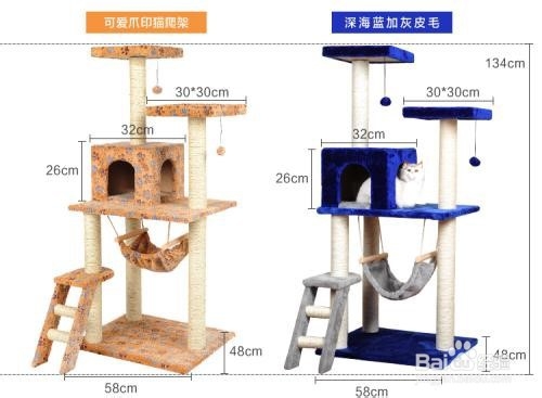 正规猫舍缅因猫领取步骤及养一只缅因猫的条件