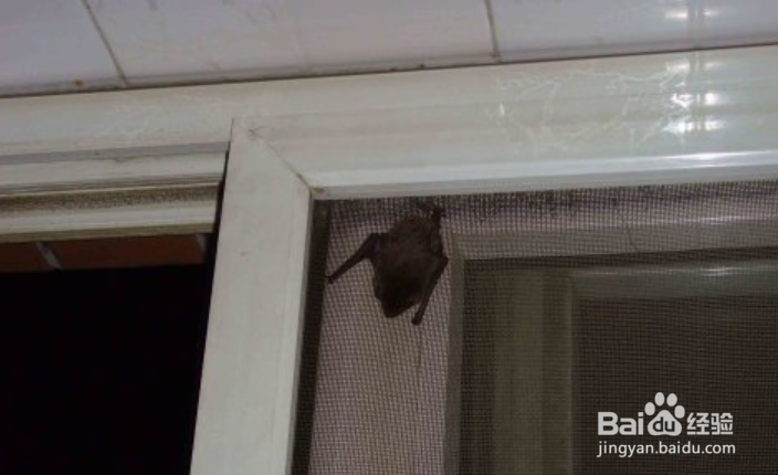 家里怎么会有蝙蝠