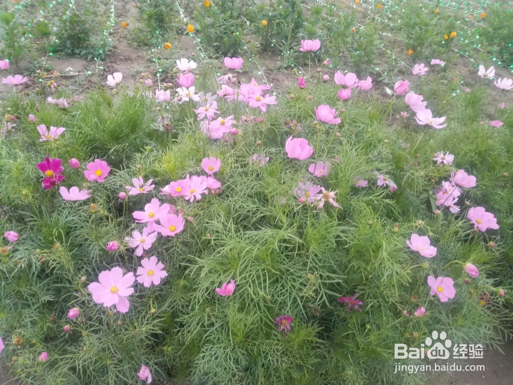 襄阳鱼梁洲薰衣草庄园游玩