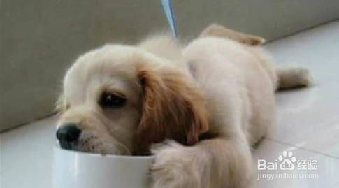 喂养金毛犬有什么需要注意的地方?