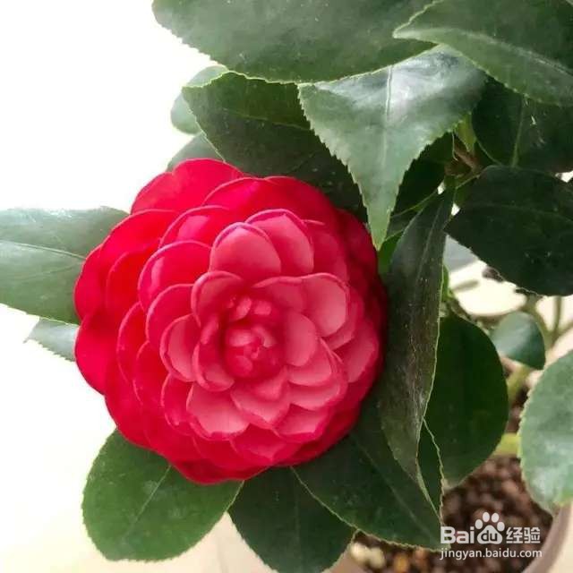 秋天茶花更难养？搞好这4点，花朵顺利开满枝