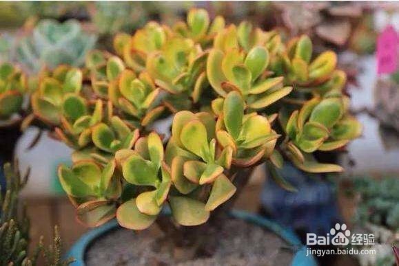 夏季养殖多肉要注意些什么？