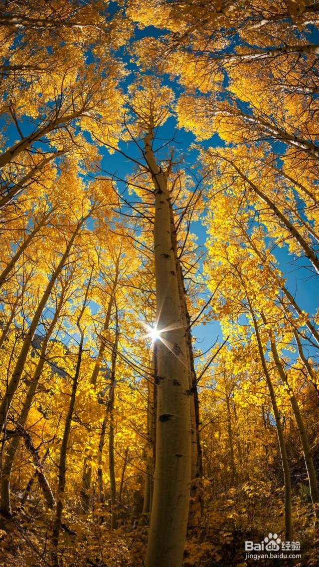 呼伦贝尔金秋草原