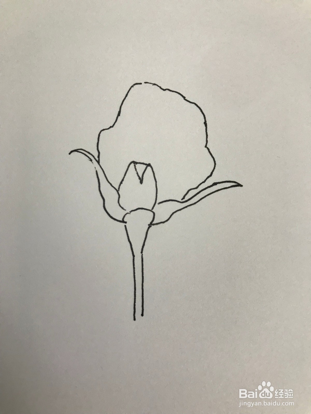 画一支玫瑰花玫瑰