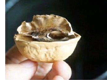 简易补肾气核桃壳煮鸡蛋