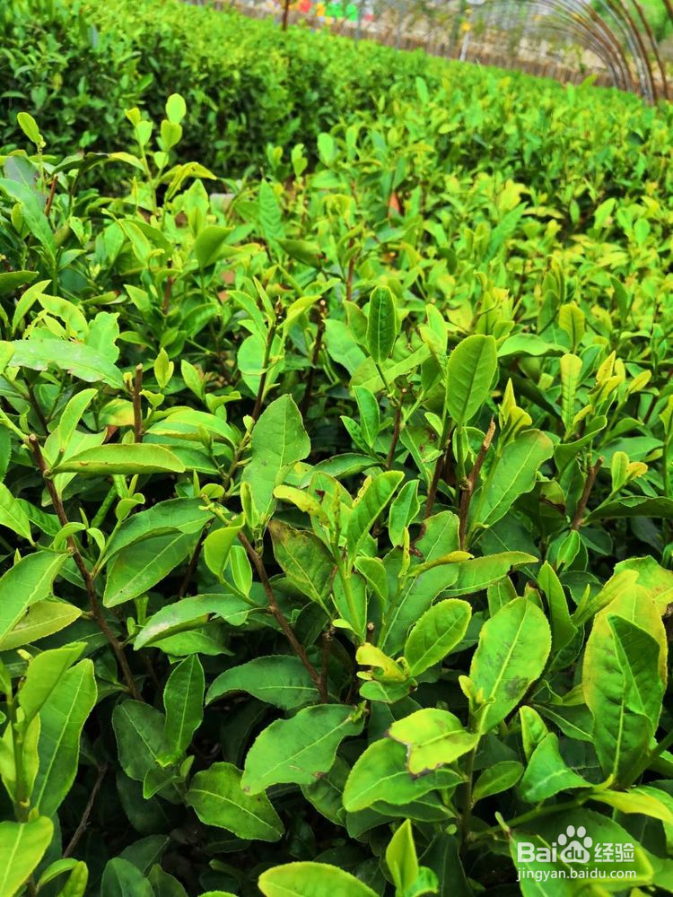 济南将军山马套村一日游攻略