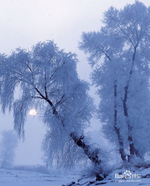 不同时段不同技巧拍雾凇仙境