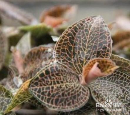 金线莲家里种植方法