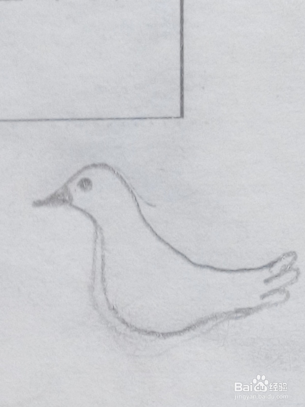 和平鸽怎么画呢14
