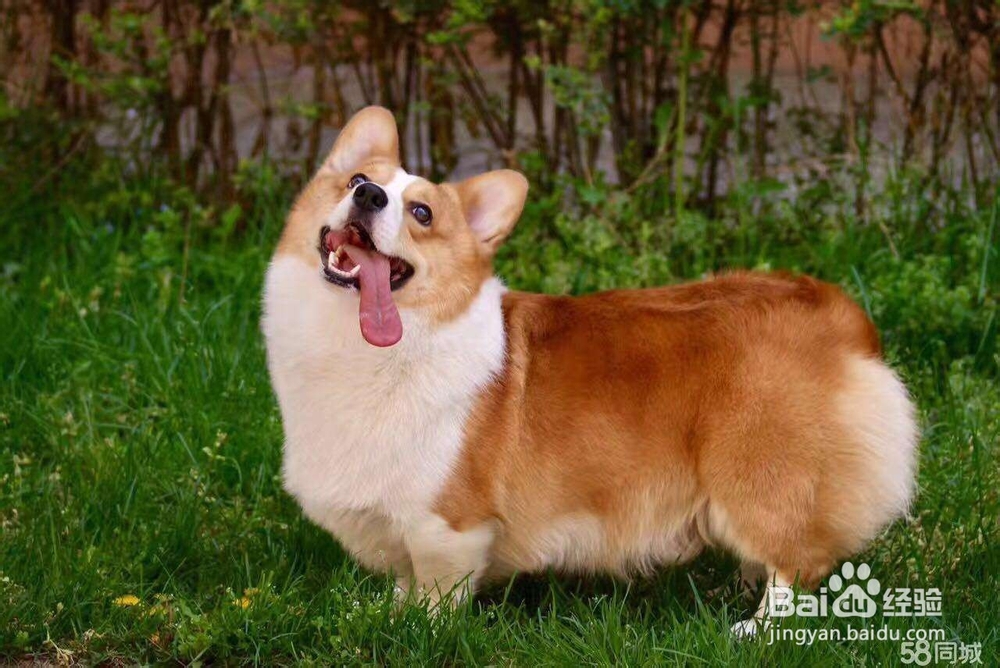 宠物丢了怎么找回来