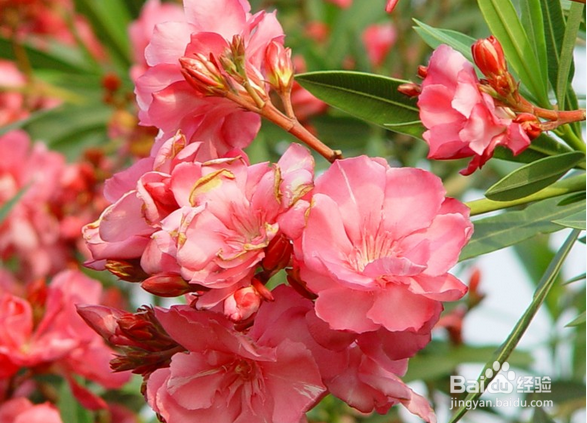 不能放于室内的植物有哪些?