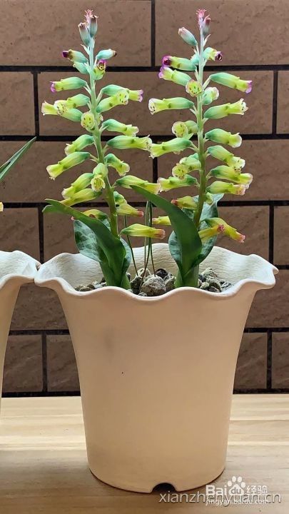 立金花养护方法以及如何繁殖 百度经验 立金花养护方法以及如何繁殖 百度经验